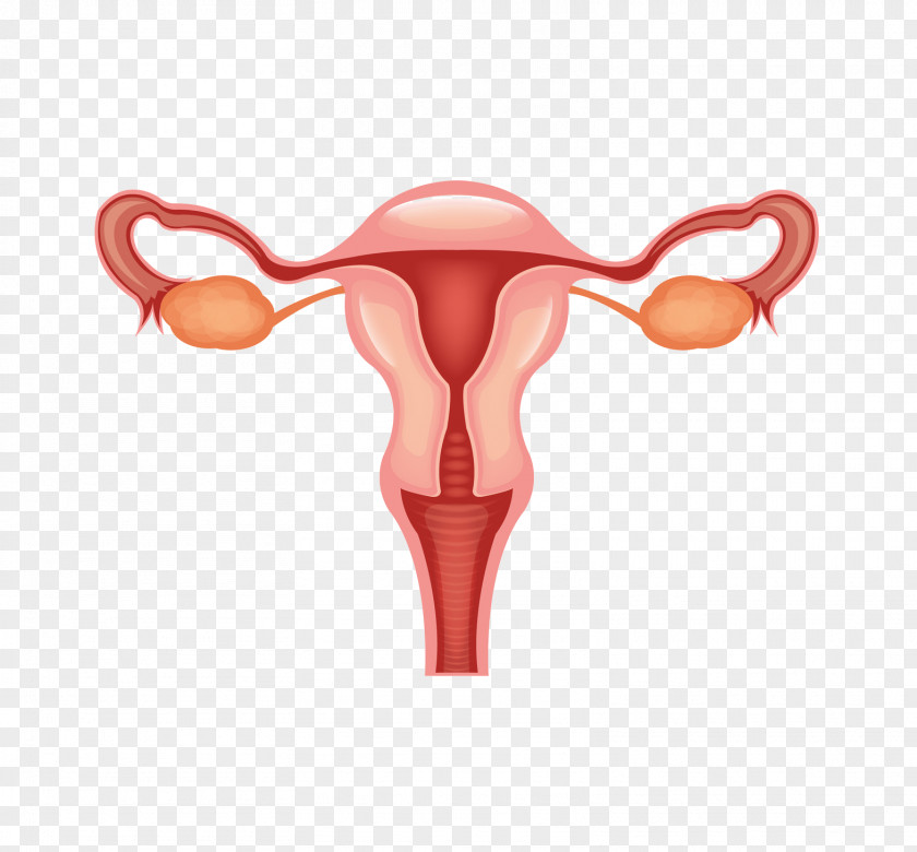 Woman Female Reproductive System PNG