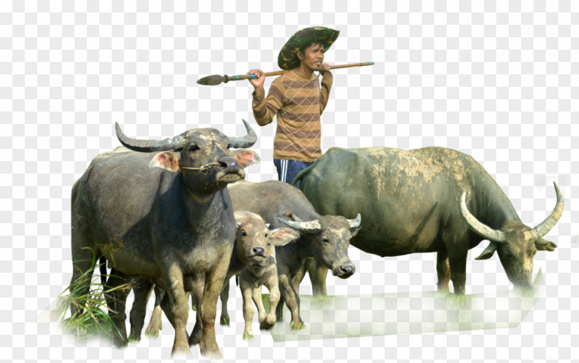 Bison Cattle Photography Murrah Buffalo PNG