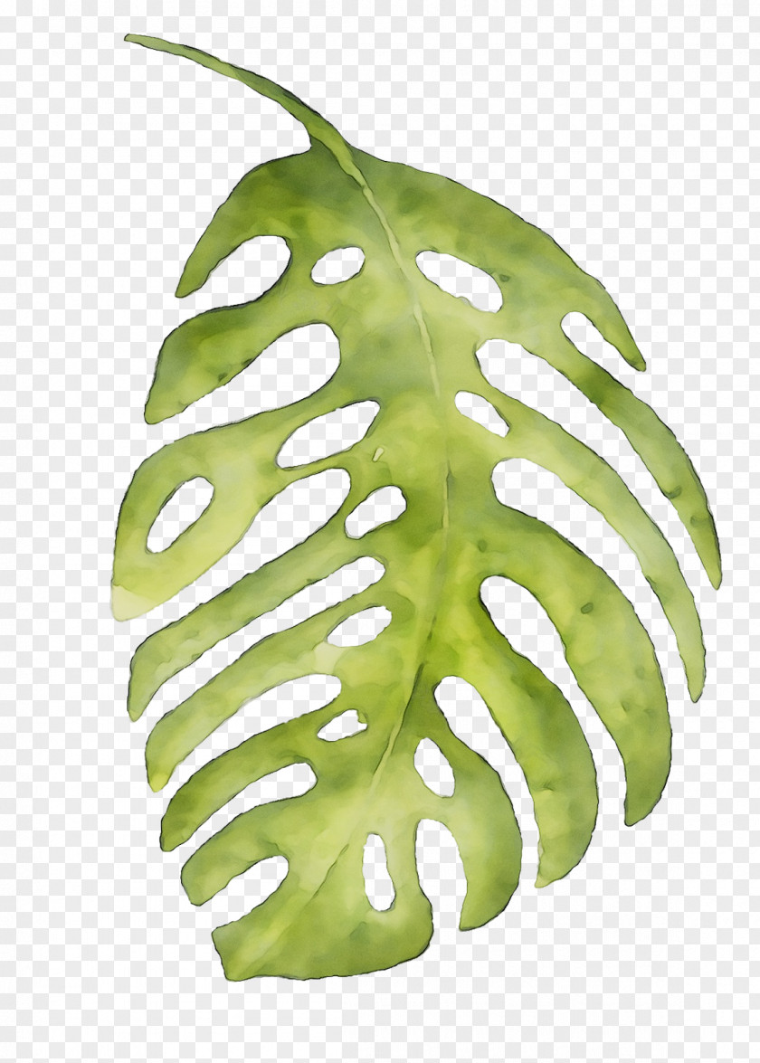 Leaf Plant Stem Fruit Tree PNG