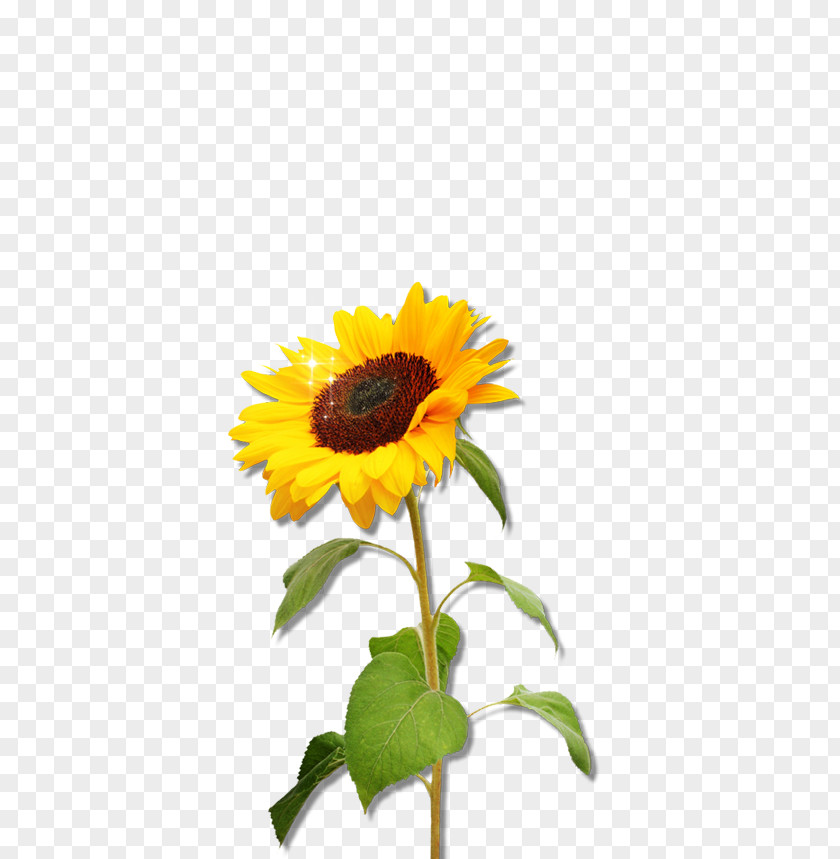 Sunflower Graphics Common Seed Clip Art PNG