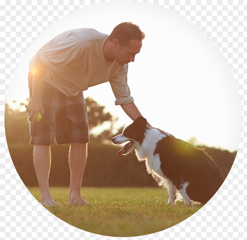 Tennis Border Collie Self-exclusion Balls Photography PNG