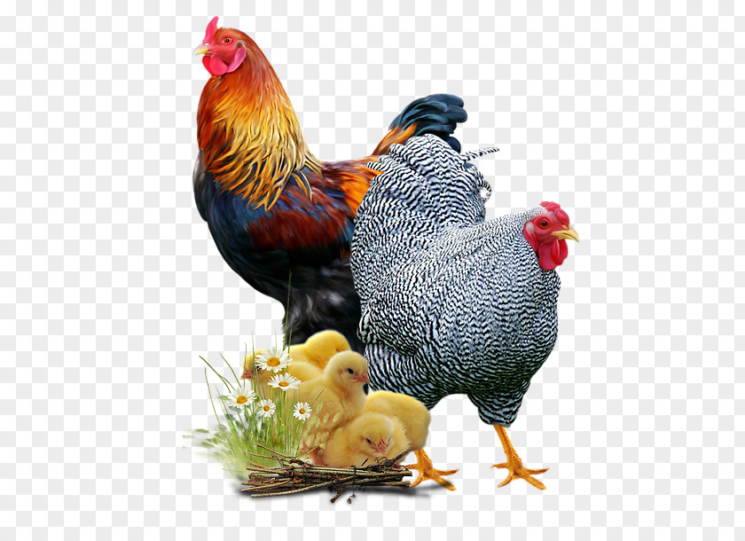 Chicken Sketch Rooster Symbol Letter PNG