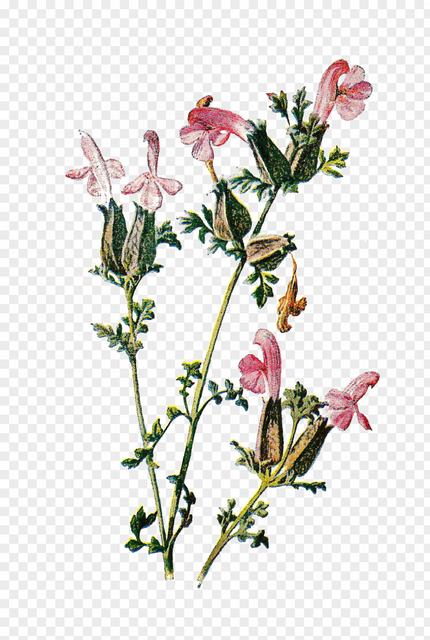 Flower Illustration Wildflower Clip Art PNG