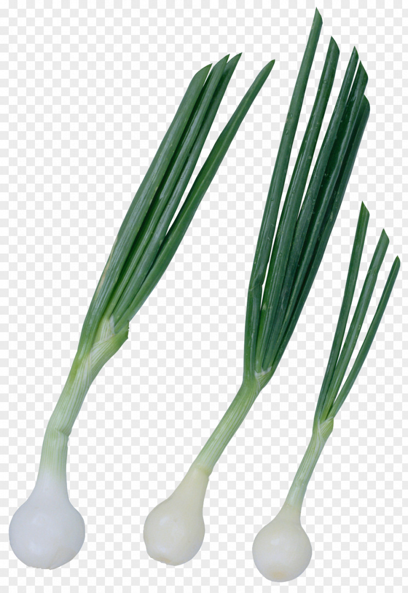 Green Onions Onion Garlic Allium Fistulosum Beef Stroganoff PNG