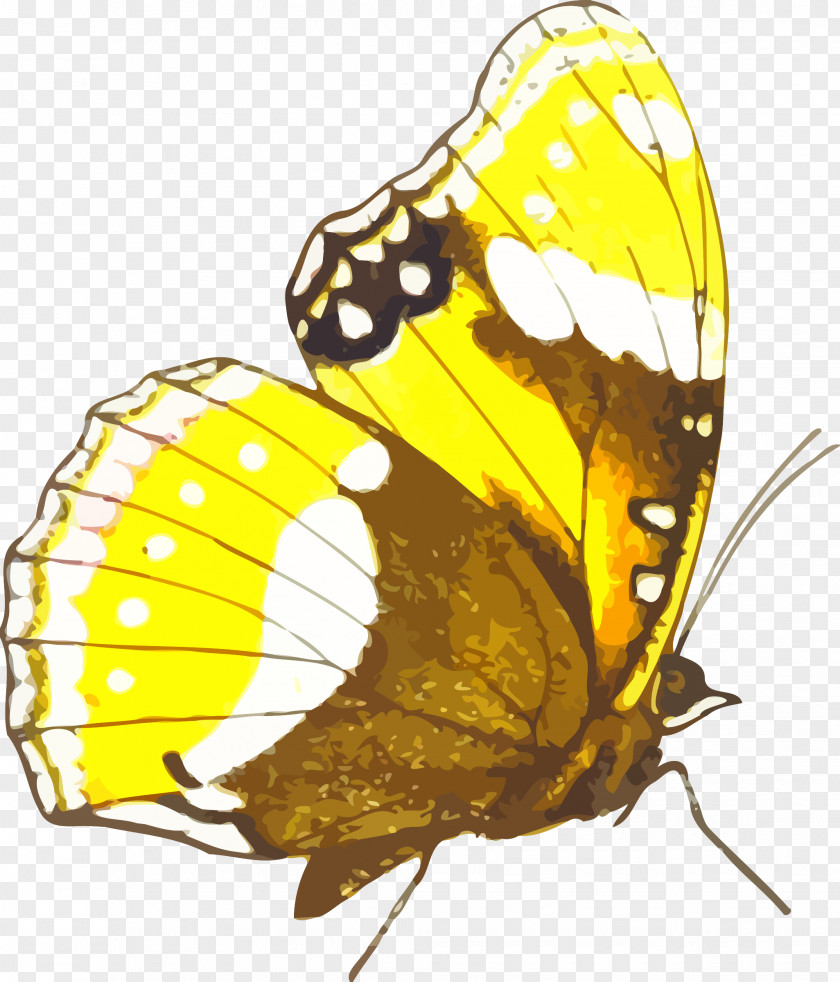 Monarch Butterfly Pieridae Clip Art PNG