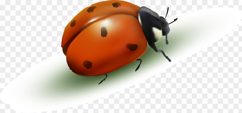 Red Cartoon Ladybug Ladybird Drawing PNG