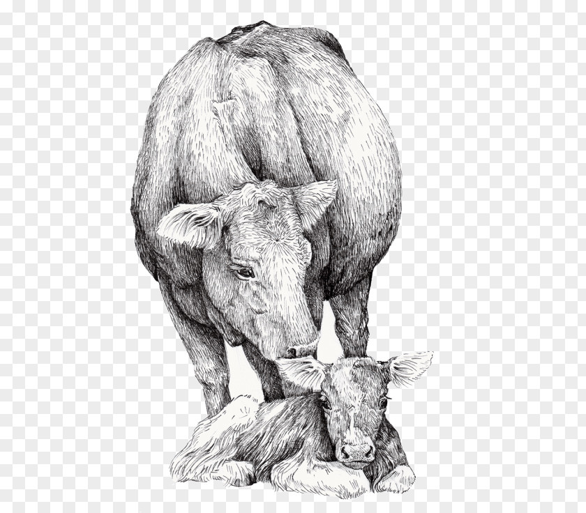 Wildlife Bull Drawing Of Family PNG