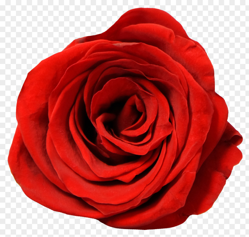BELLE ROSE Garden Roses Cabbage Rose Floribunda Cut Flowers Petal PNG