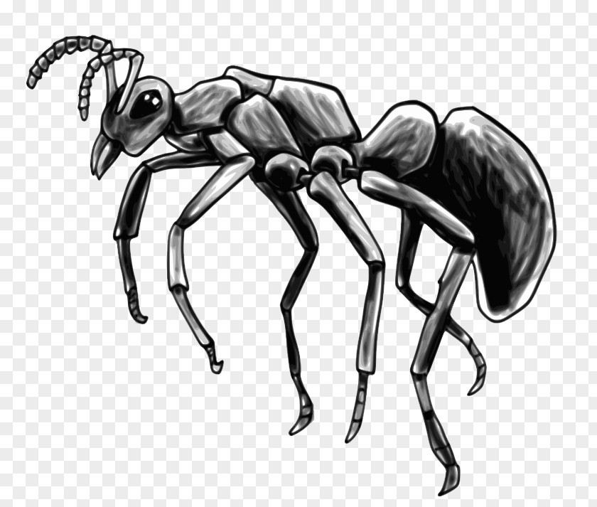Black Ants T-shirt Student Ant Article Science PNG