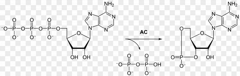 Endocrine Flavin Adenine Dinucleotide Molecule Nicotinamide Structure Adenosine Triphosphate PNG