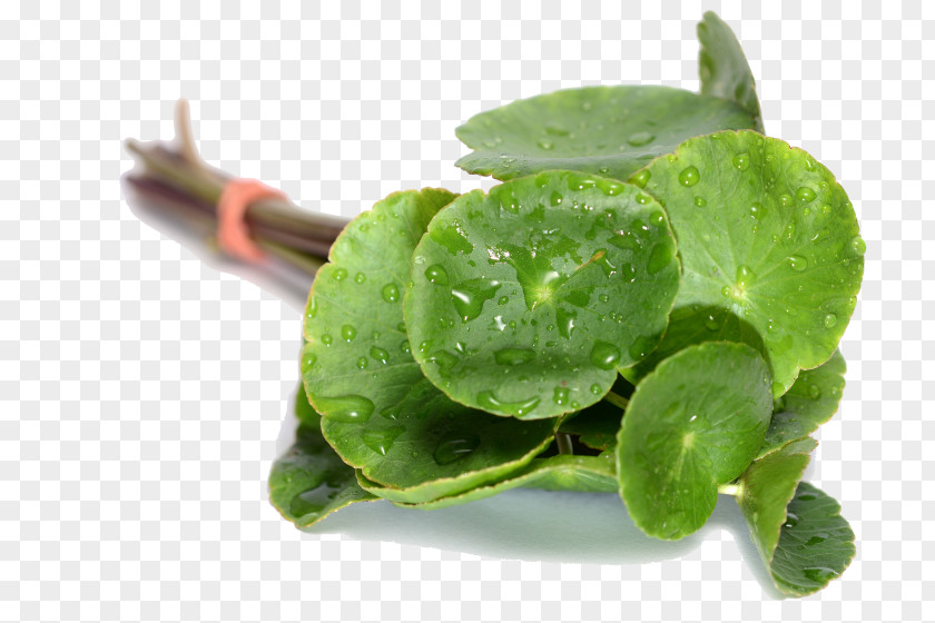 Food Annual Plant Leaf Green Flower Kaffir Lime PNG