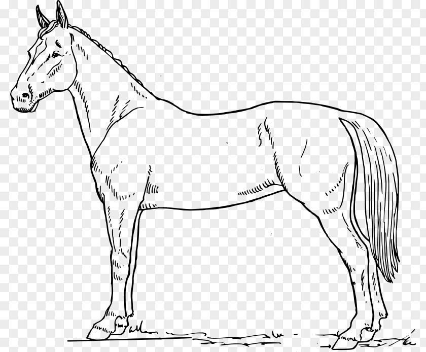 Kt Tennessee Walking Horse Drawing Black And White Clip Art PNG