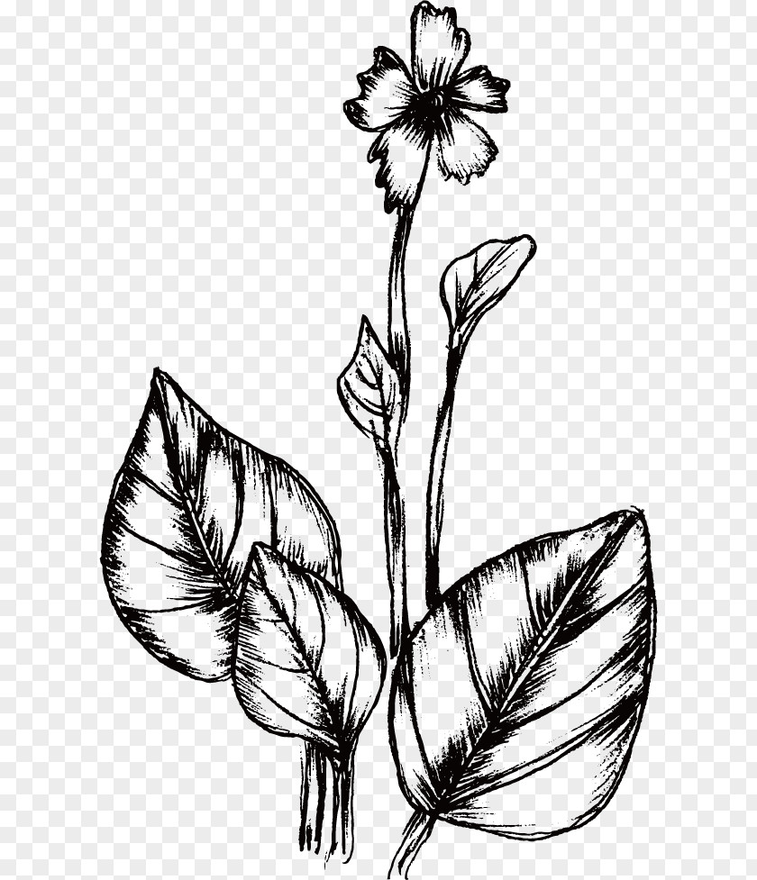 Line Drawing Of Plant Flower PNG
