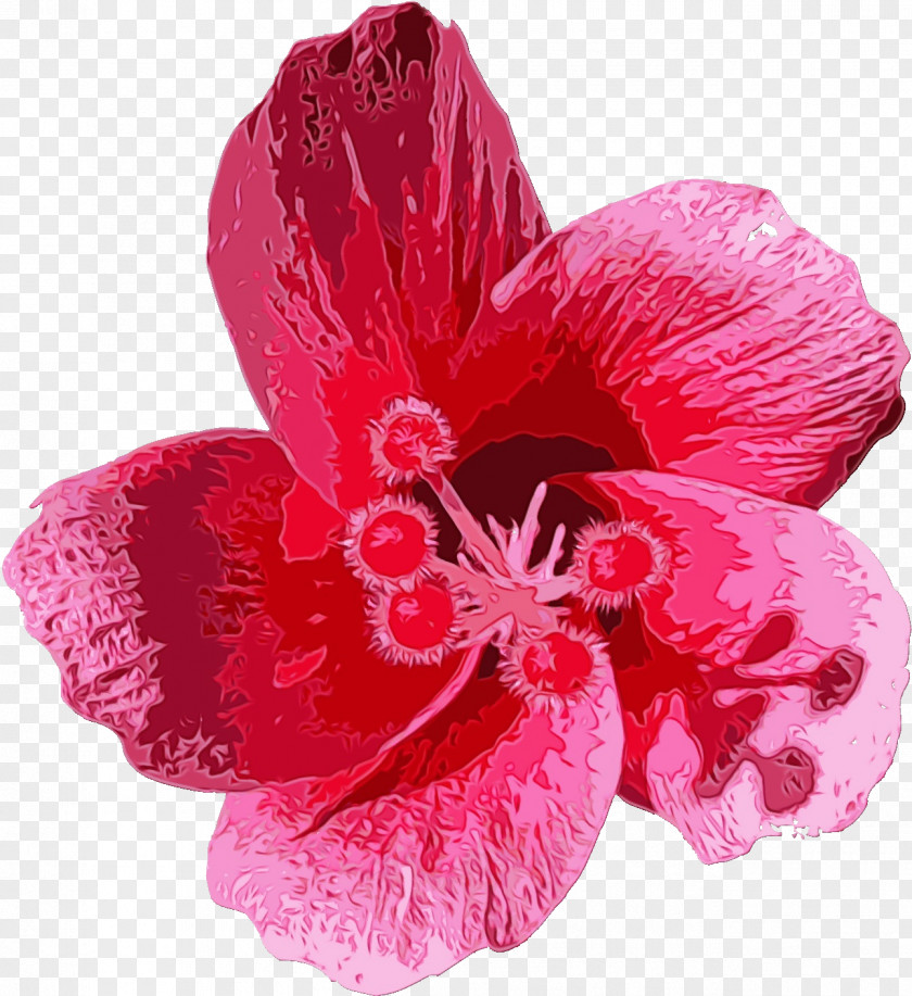 Mallow Family Magenta Flowering Plant Petal Flower Pink Hawaiian Hibiscus PNG