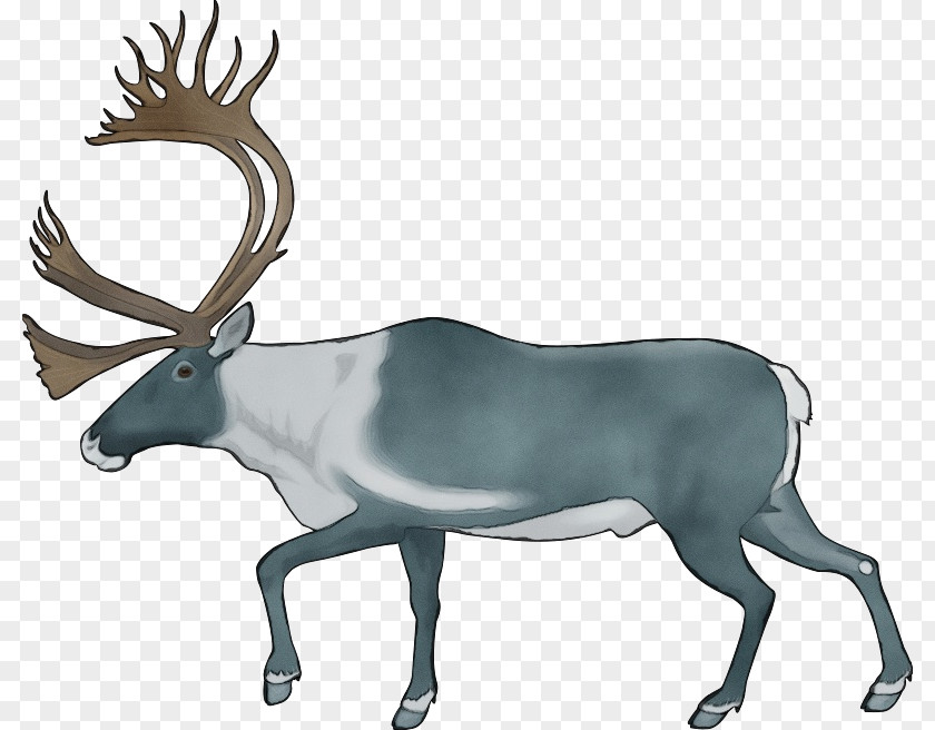 Moose Horn Reindeer PNG
