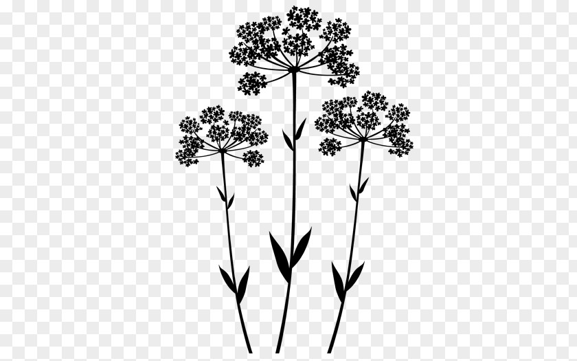 Anis Wall Decal Anise Flower Color Plant Stem PNG