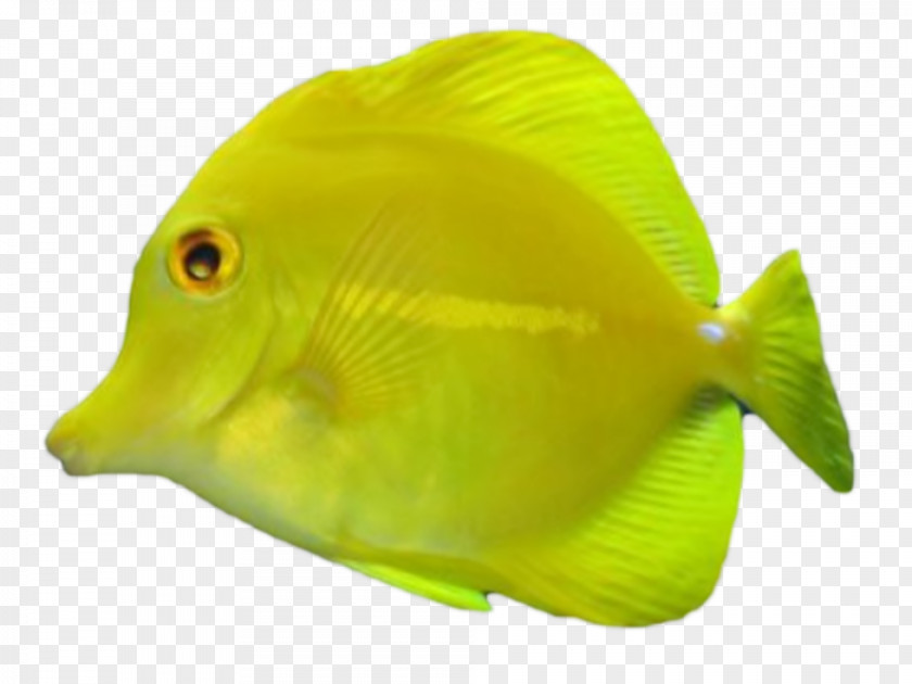 Fish Tropical Aquariums Download PNG