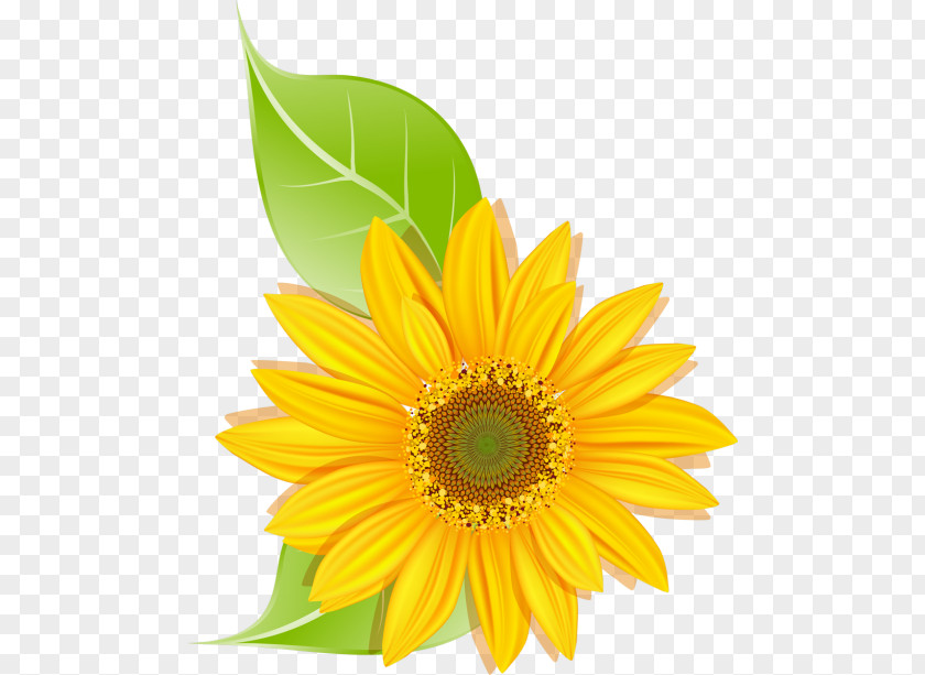 Flower Common Sunflower Daisy Family Transvaal Seed PNG