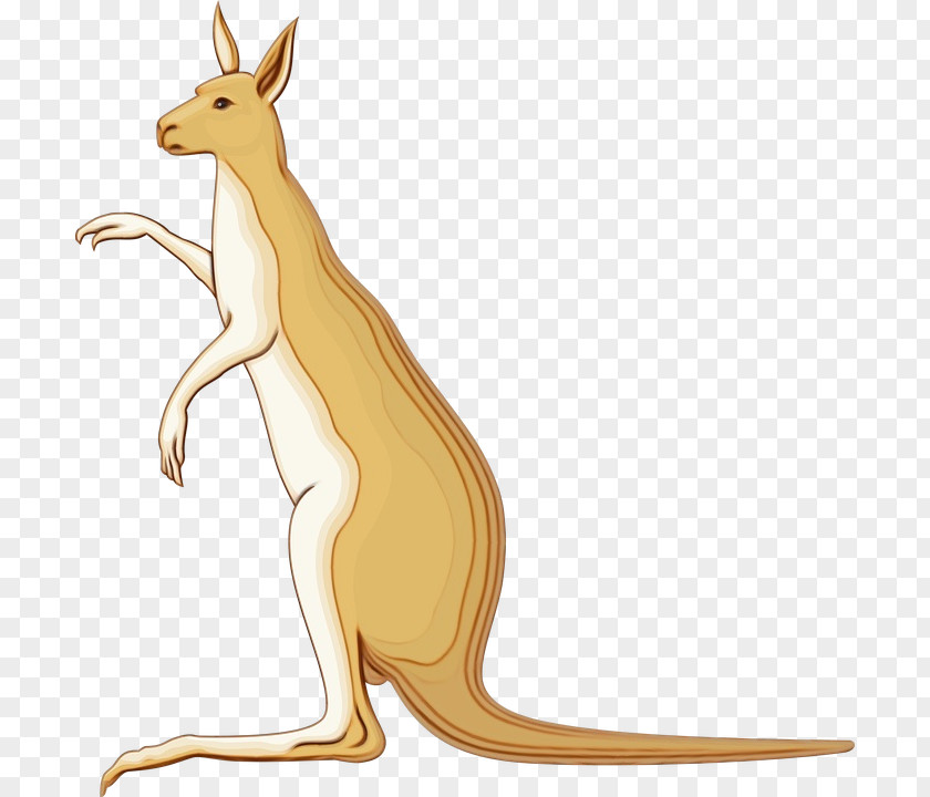 Macropods Kangaroo Hares Marsupials Tail PNG