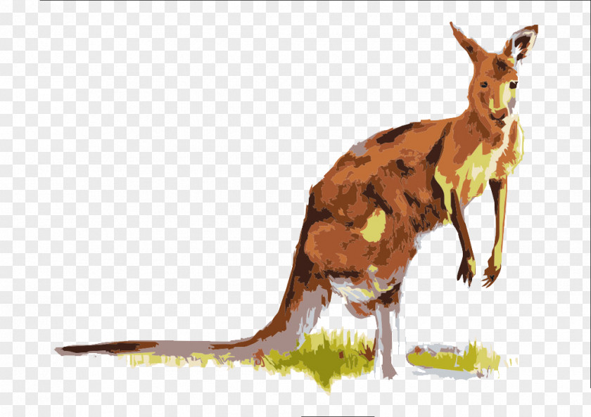 Painted Kangaroo Material Boxing Macropodidae PNG