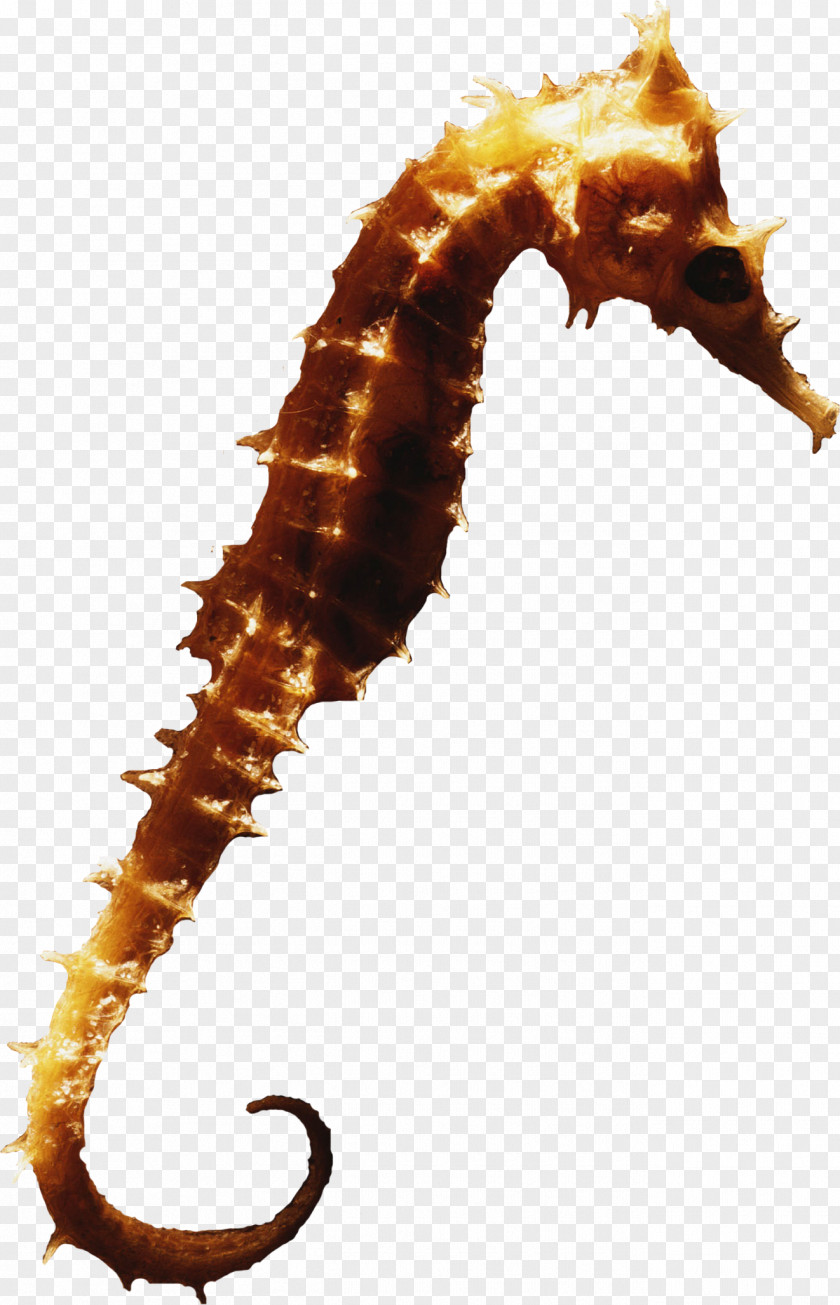 Seahorse Syngnathiformes Clip Art PNG