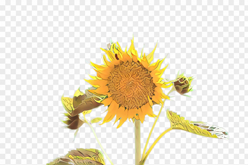 Sunflower PNG