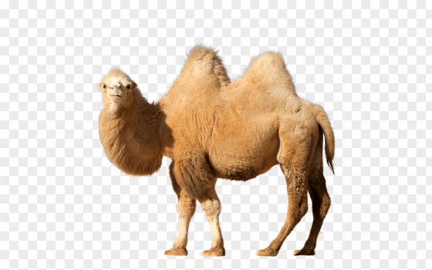 Camel Bactrian Dromedary Clip Art PNG