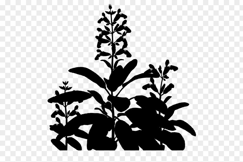 Clip Art Flowering Plant Stem Leaf PNG