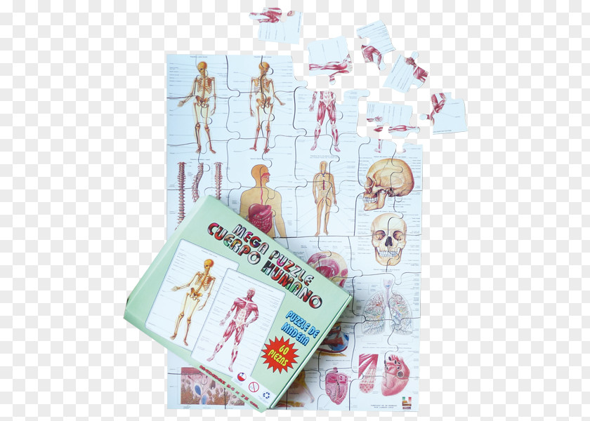Cuerpo Humano Material Didàctic Mega Puzzle Human Body 1, 2, 3 Game PNG