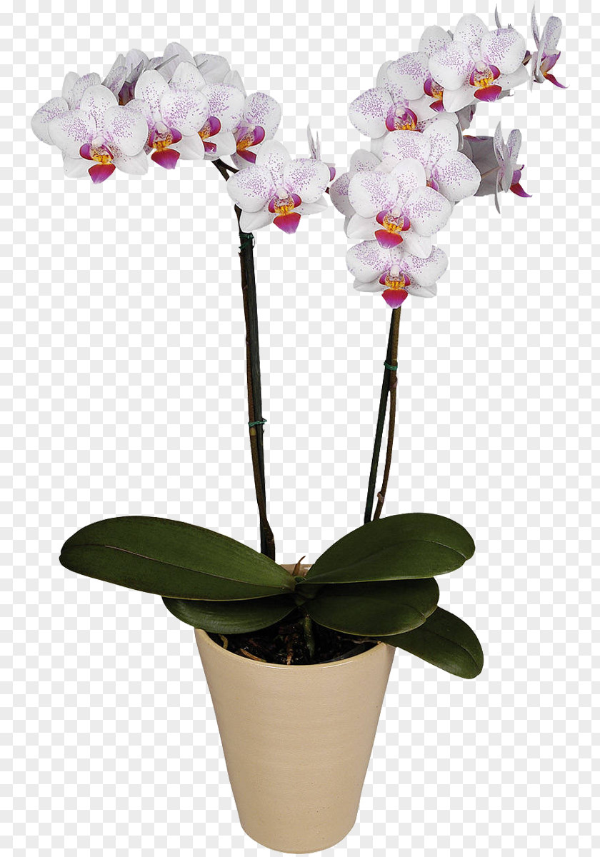 Flower Moth Orchids Belaya Orkhideya Cattleya PNG