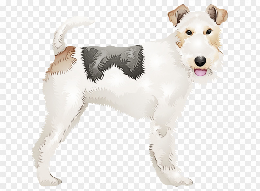 Fox Terrier Dog Breed Wire Hair Companion PNG