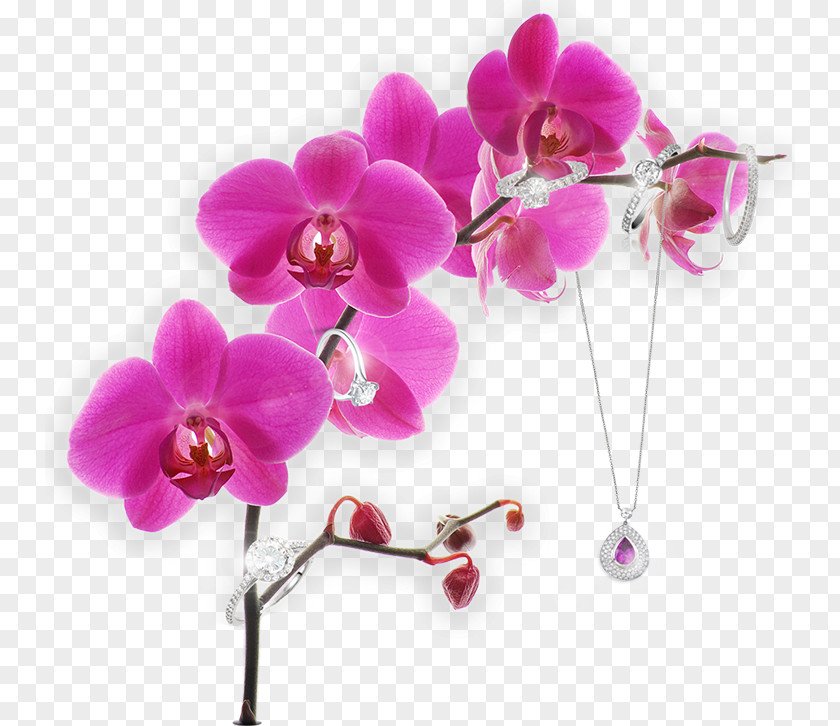 Orchid Gold Moth Orchids Stock Photography Image Pink PNG