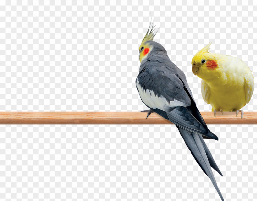 Parrot Lutino Cockatiel Budgerigar Pied PNG