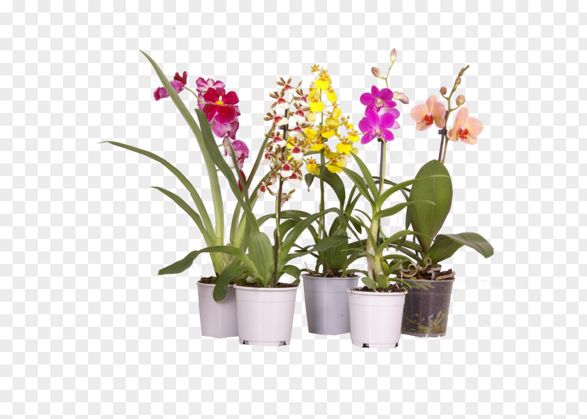 Plants Moth Orchids Cattleya Dendrobium Dancing-lady Orchid Houseplant PNG