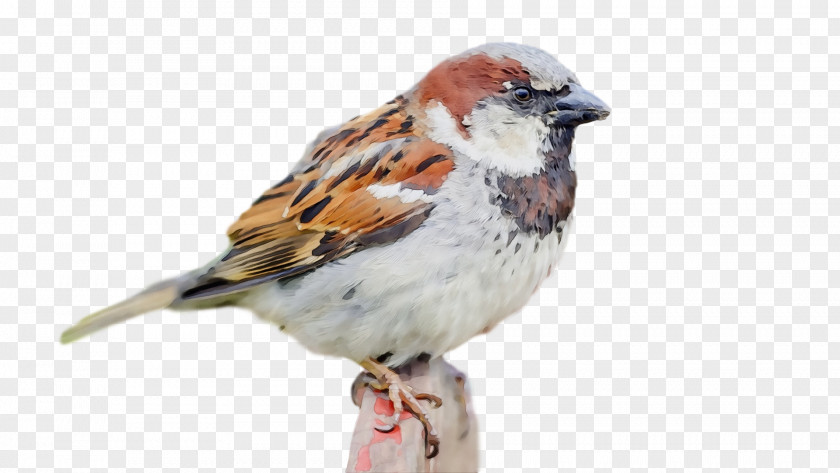 Bird House Sparrow Beak Songbird PNG