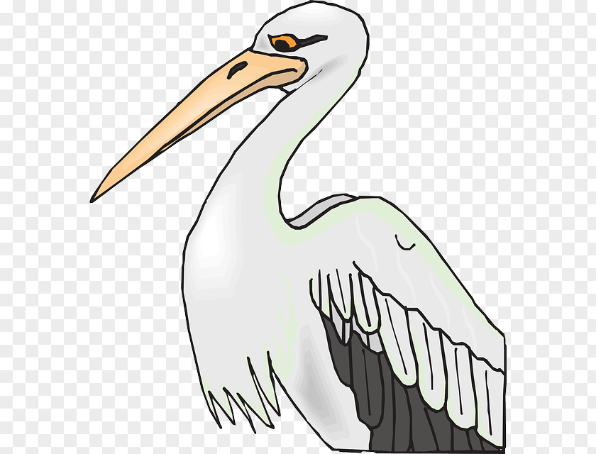 Bird State American White Pelican Coloring Book Clip Art PNG