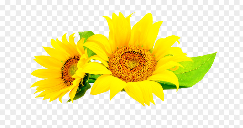 Flower Common Sunflower Seed Stock Photography PNG