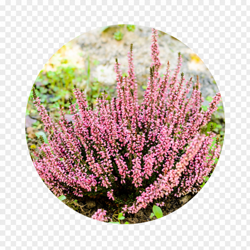 Flower Garden Shrub Plants Heath PNG