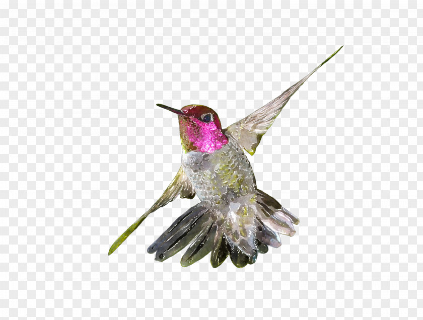 Hummingbird Watercolor Painting Drawing Clip Art PNG
