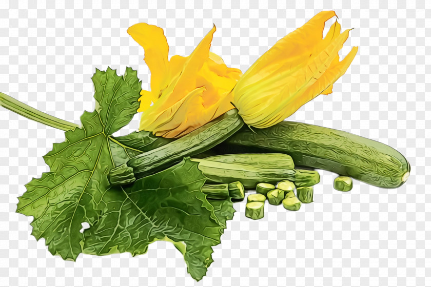 Perennial Sowthistle Vegetable Plant Flower Yellow Flowering Summer Squash PNG