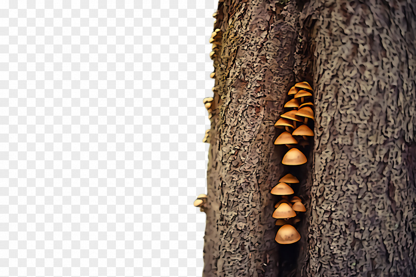 Plant Stem Insect Tree Trunk Sugar Pine Wood PNG