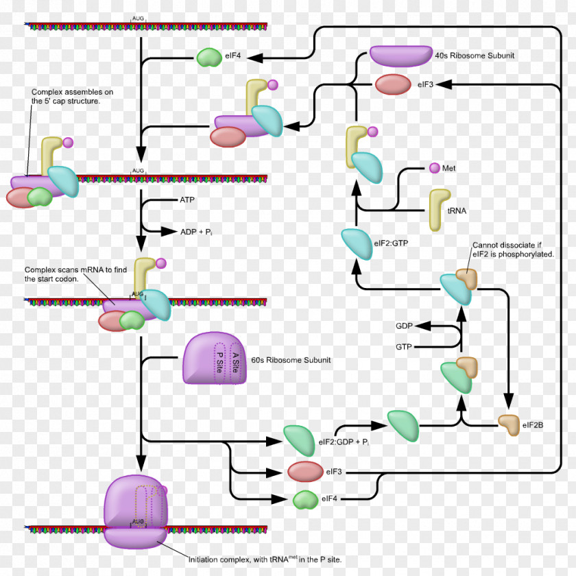 Prokaryotic Translation Ribosome Biology Eukaryotic PNG