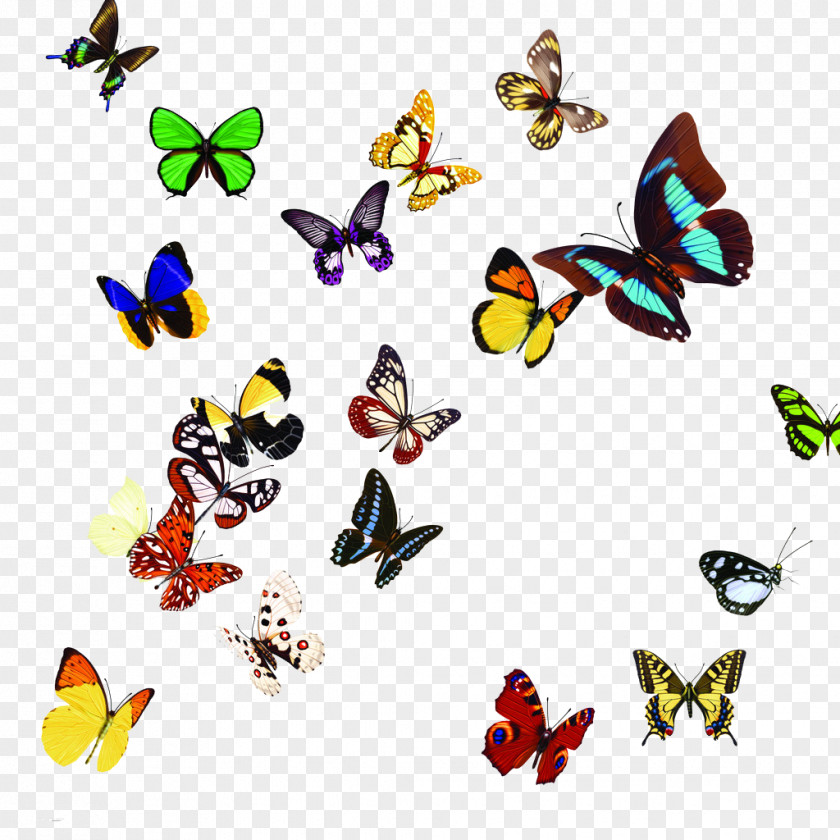 Colorful Butterfly Clip Art PNG