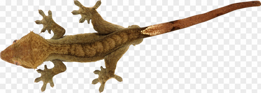 Lizard Reptile Gekko PNG