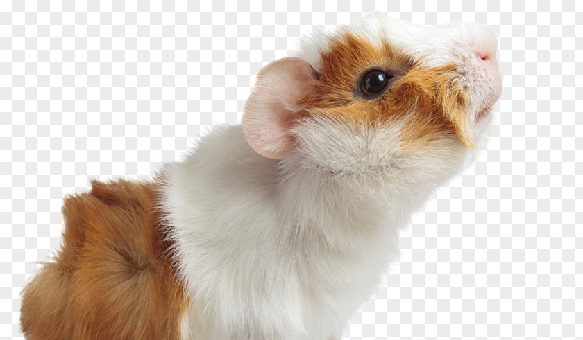 American Guinea Pig Dog Puppy Cat PNG