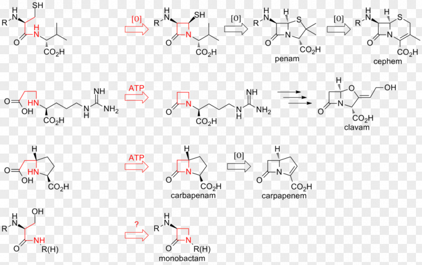 Betalactamase β-lactam Antibiotic Beta-lactamase β-Lactamase Inhibitor PNG