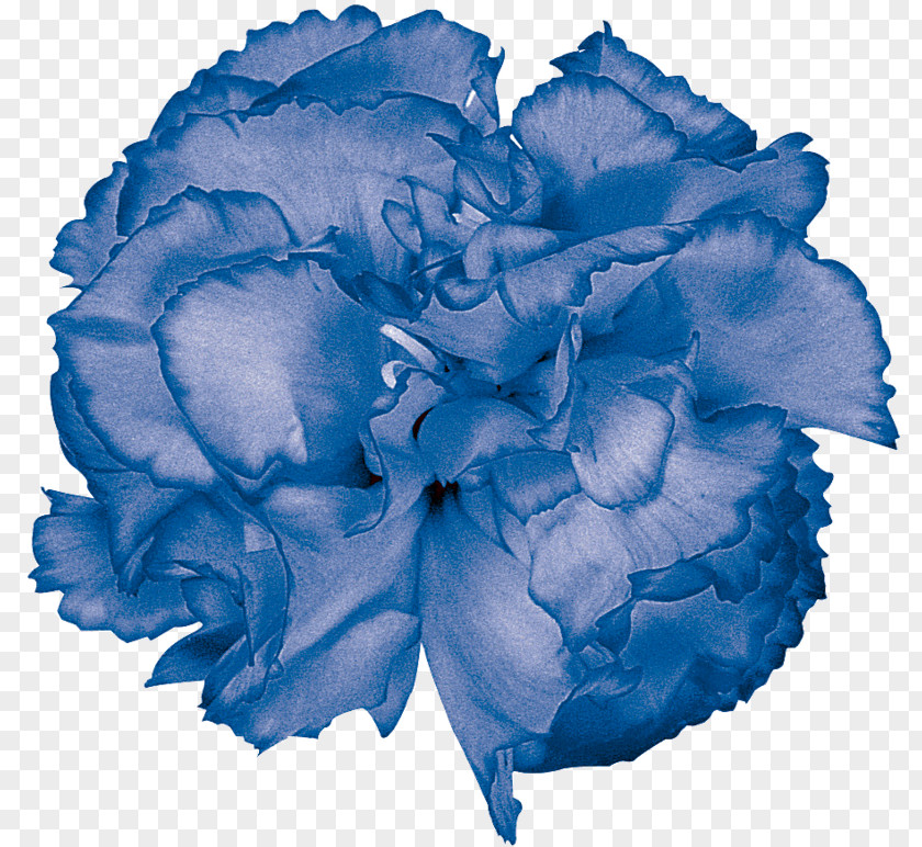 Carnations Blue Rose Garden Roses Cabbage Carnation Cut Flowers PNG