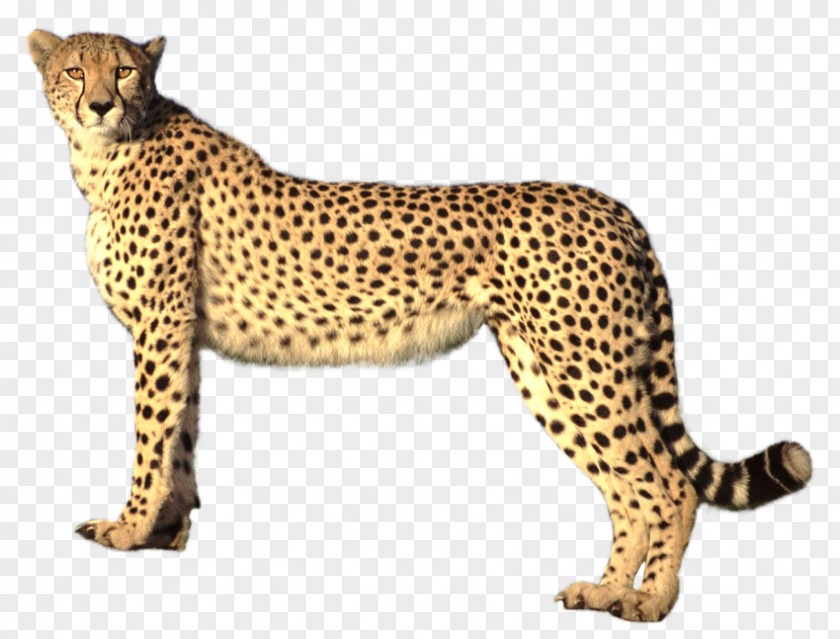 Cheetah Clip Art PNG