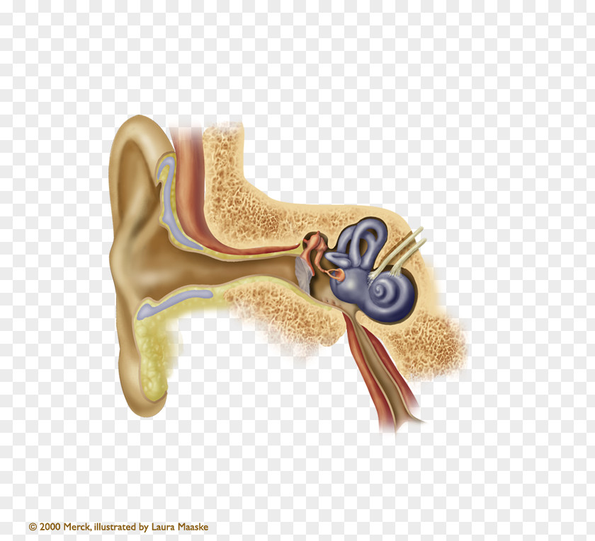 Ears Eardrum Earwax Auricle Myringoplasty PNG