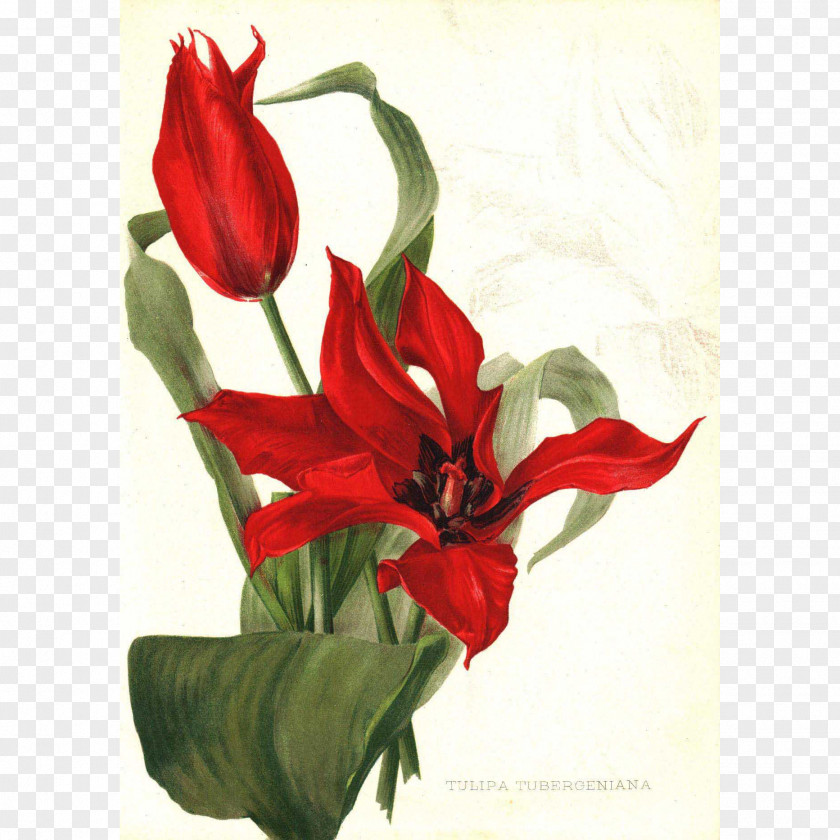 Flower Floral Design Paper Printing Tulipa Tubergeniana PNG